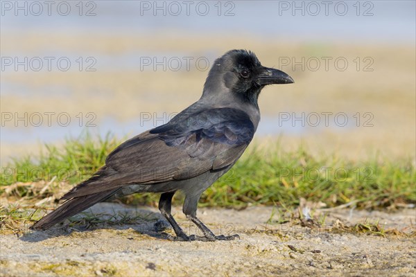 House Crow