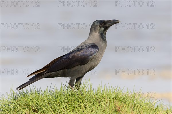 House Crow