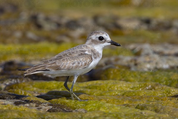 Lesser Sand Plover