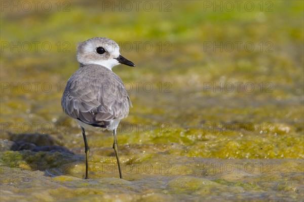 Lesser Sand Plover