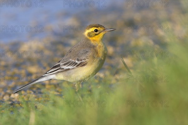 Citrine Wagtail