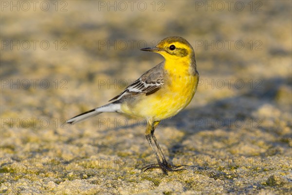 Citrine Wagtail