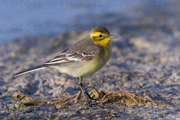 Citrine Wagtail