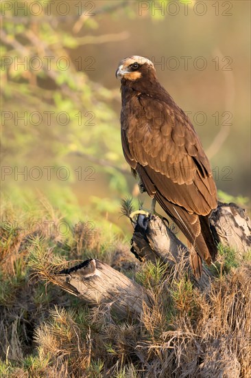 Marsh Harrier