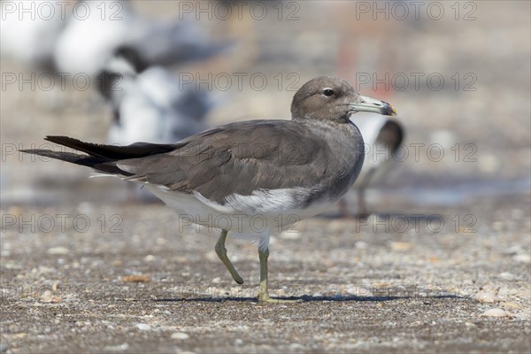 Sooty Gull