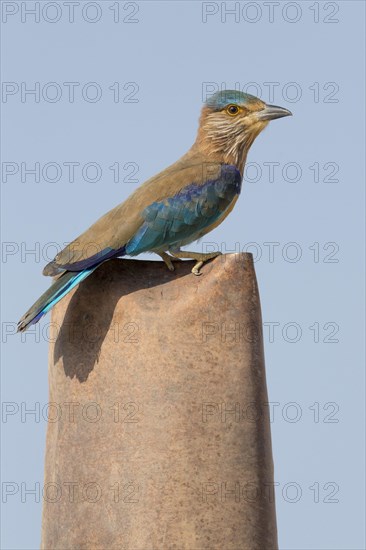 Indian Roller