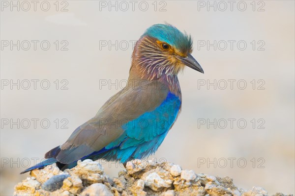 Indian Roller