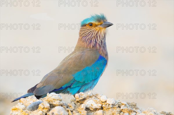 Indian Roller