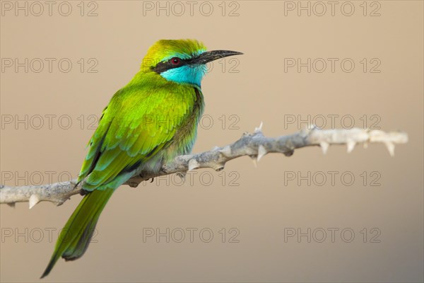 Green Bee-eater