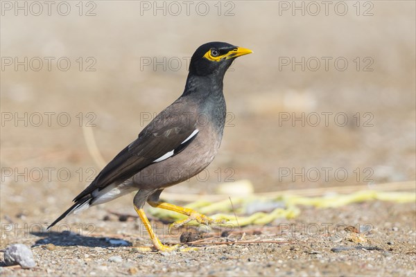 Common Myna