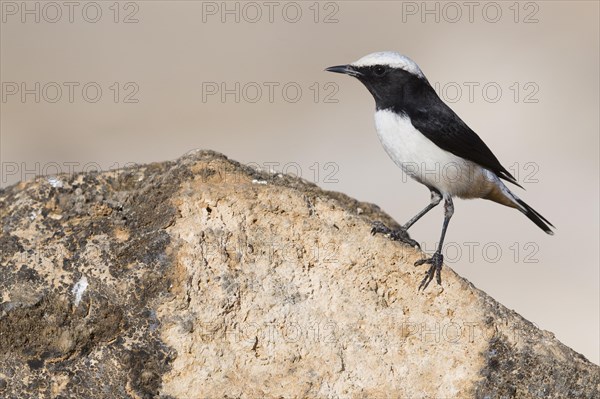 Arabian Wheatear