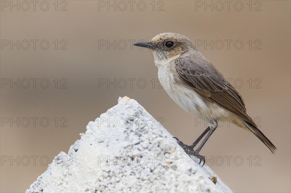 Arabian Wheatear