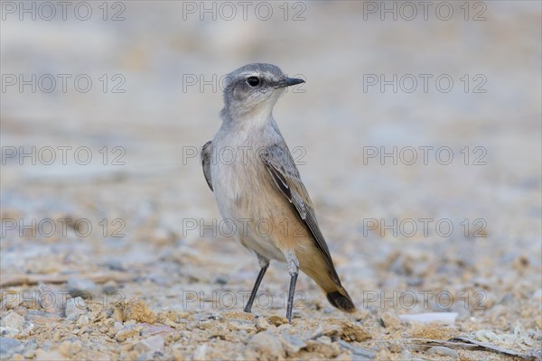 Red-tailed Wheatear