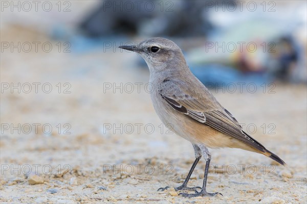 Red-tailed Wheatear