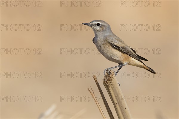 Red-tailed Wheatear