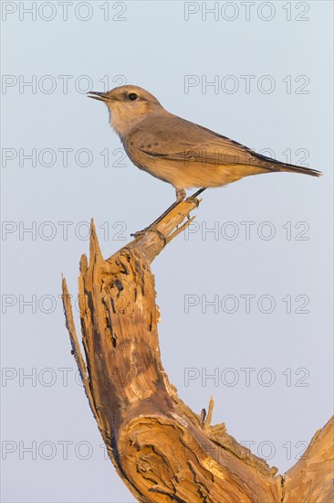 Red-tailed Wheatear