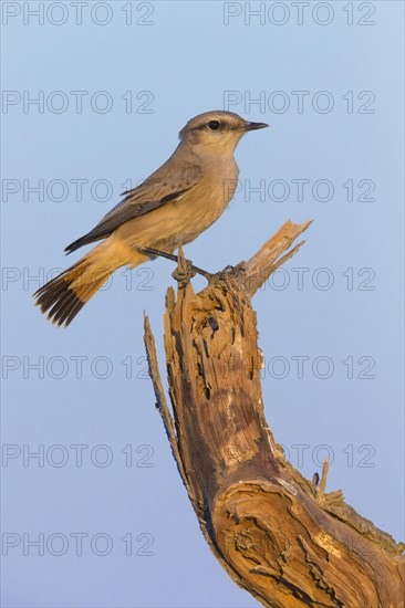 Red-tailed Wheatear