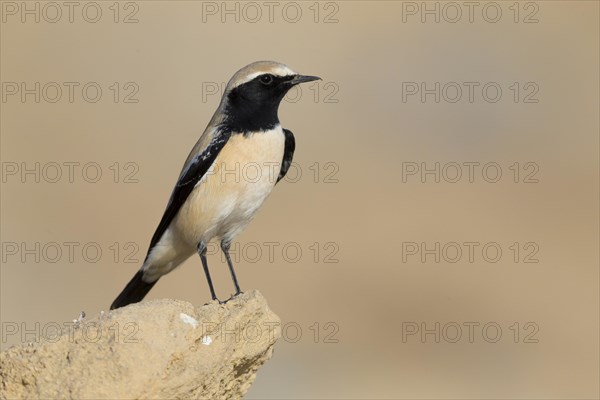 Desert Wheatear