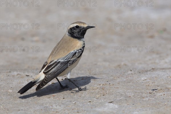 Desert Wheatear