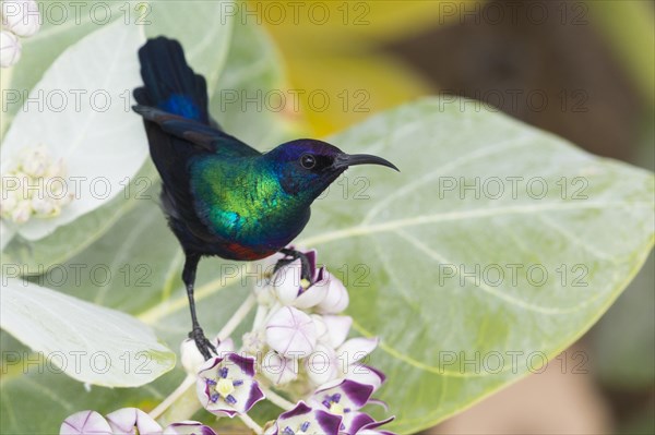 Shining Sunbird