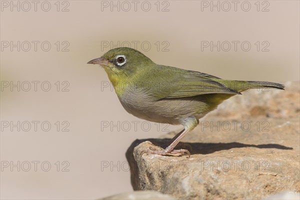 Abyssinian white-eye