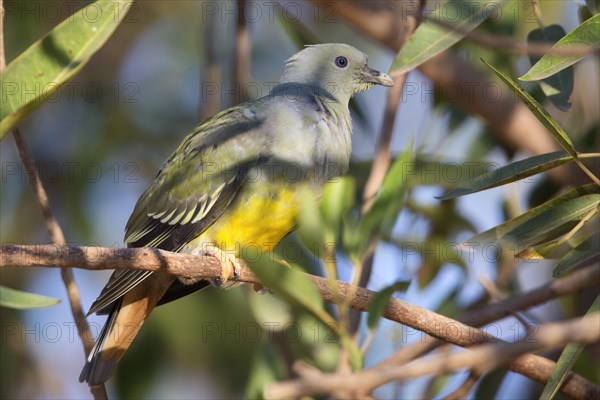 Bruce's Green Pigeon