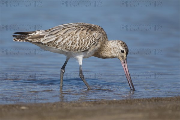 Bar-tailed Godwit