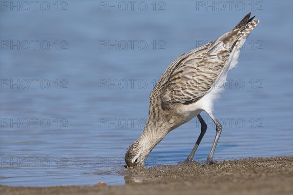 Bar-tailed Godwit