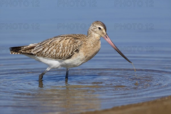 Bar-tailed Godwit