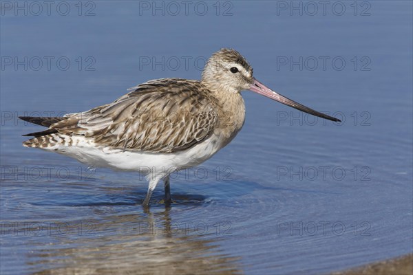 Bar-tailed Godwit