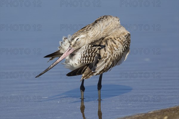 Bar-tailed Godwit