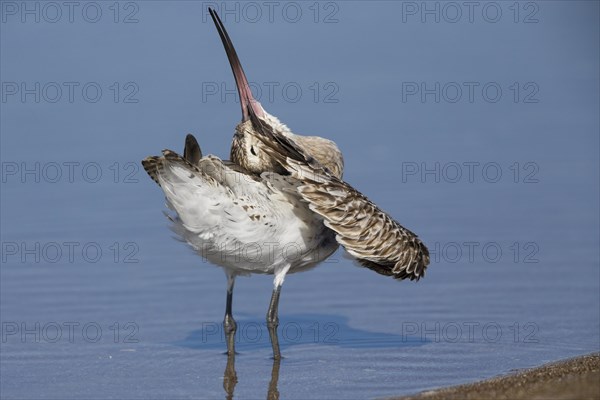 Bar-tailed Godwit