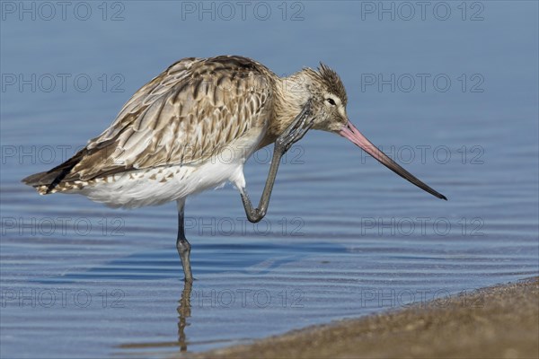 Bar-tailed Godwit