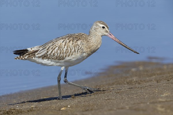 Bar-tailed Godwit