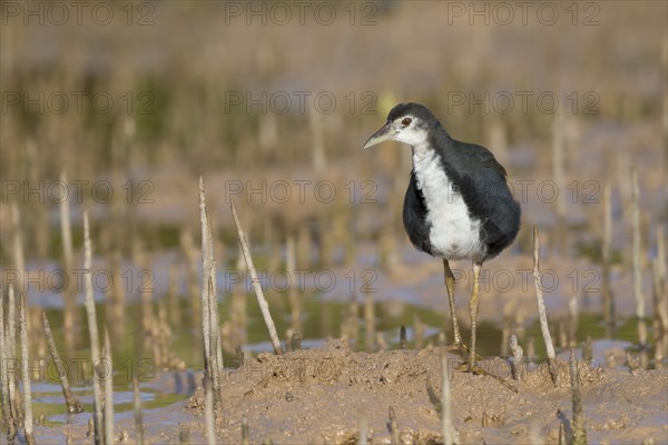 White-breasted Waterhen