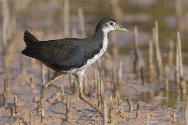 White-breasted Waterhen