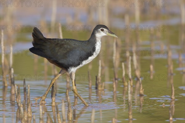 White-breasted Waterhen