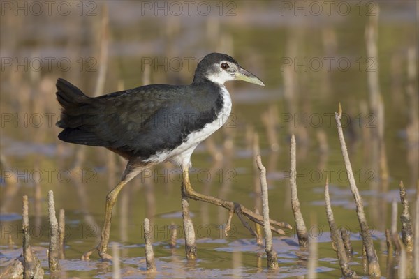 White-breasted Waterhen