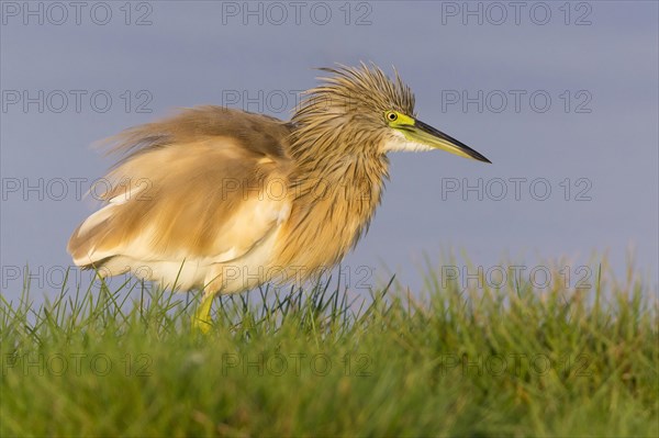 Squacco Heron