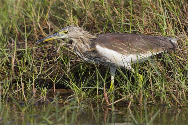 Indian Pond Heron