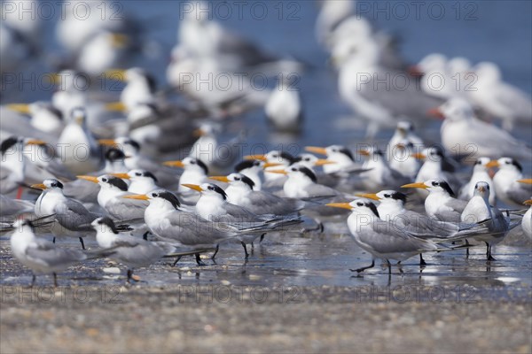 Lesser Crested Terns