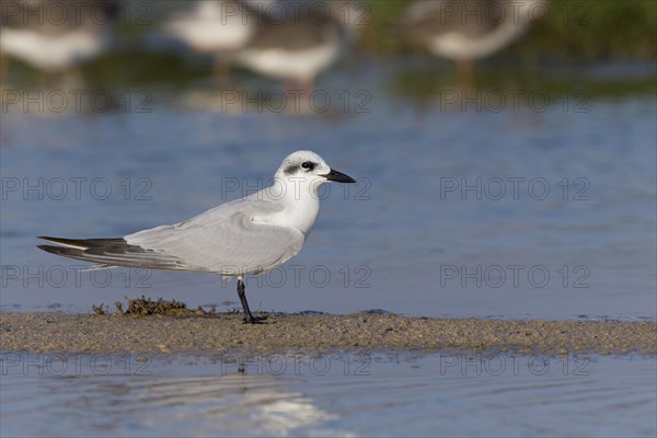 Gull-billed Tern