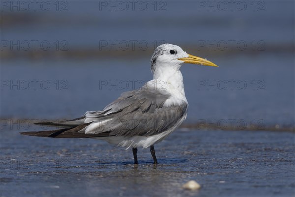 Greater Crested Tern