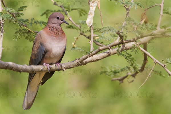 Laughing Dove