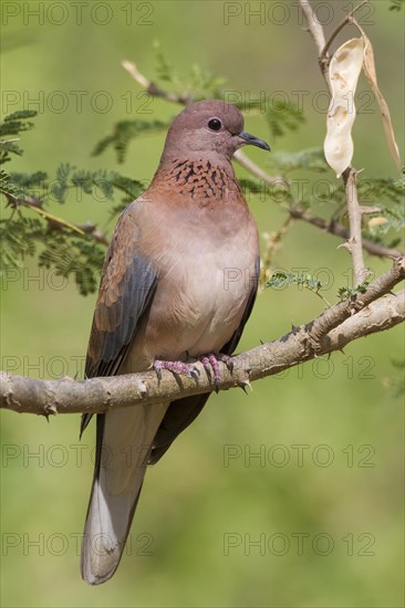 Laughing Dove