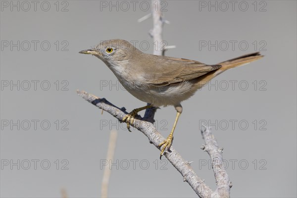 Asian Desert Warbler