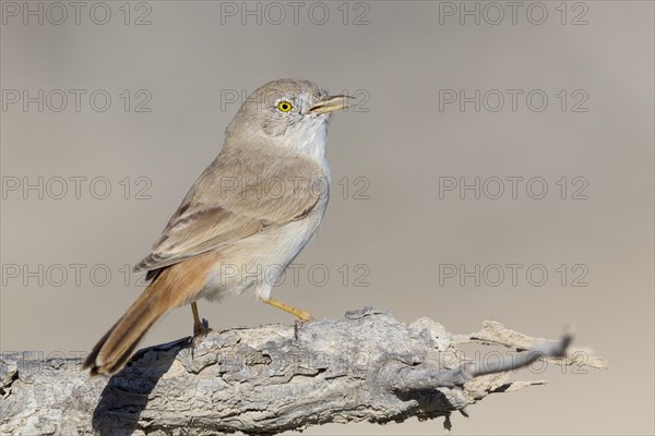 Asian Desert Warbler