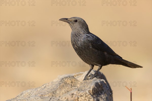 Tristram's Starling or Tristram's Grackle