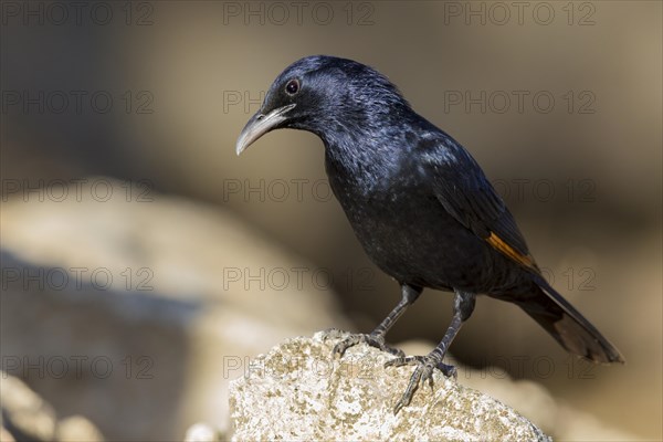 Tristram's Starling or Tristram's Grackle