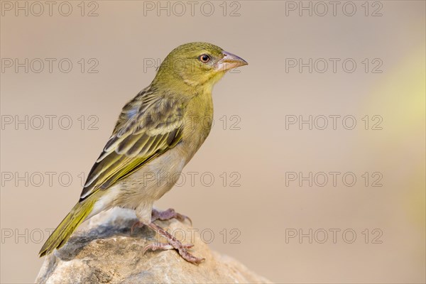 Ruppell's Weaver